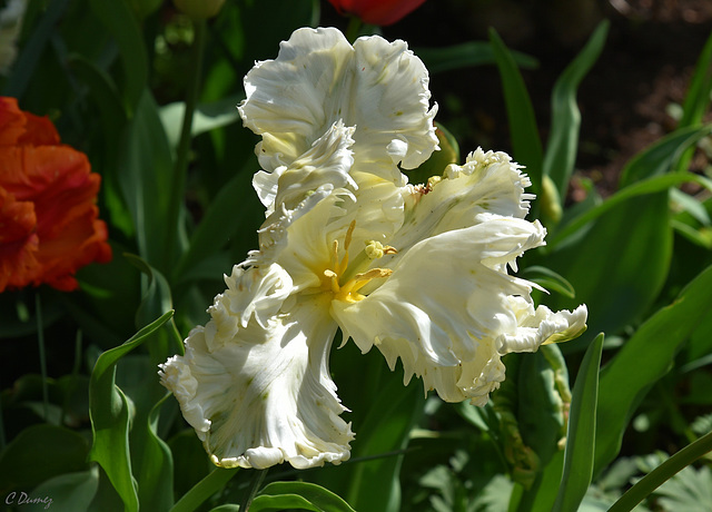 Tulipe perroquet