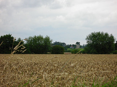 Wychnor Country Club from near Overley