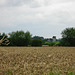 Wychnor Country Club from near Overley