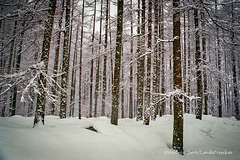 Foresta di larice in Val Verzasca / Larch forest