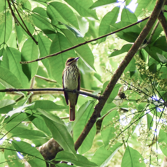 Streaked Flycatcher, Trinidad, Day 6