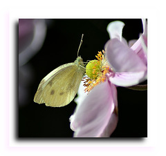 Cabbage White