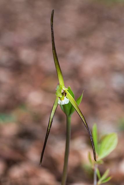 Isotria verticillata (Large Whorled Pogonia orchid)