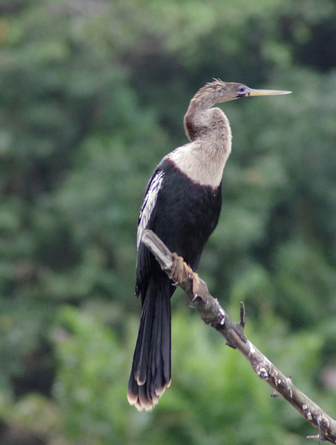 Anhinga (female)