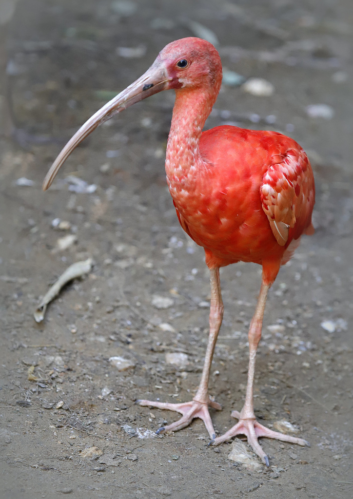 Ibis