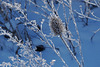 Eisblumen - Frost flowers