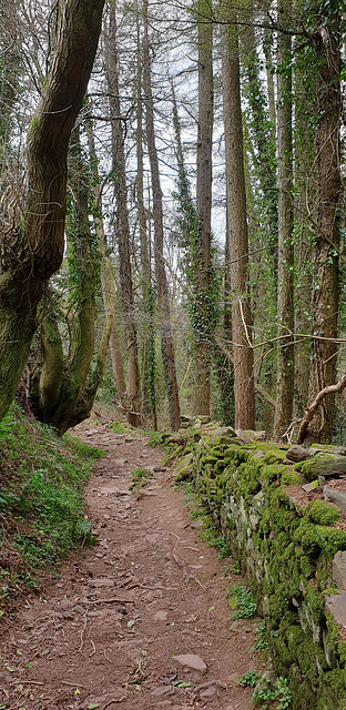 Woodland Pathway