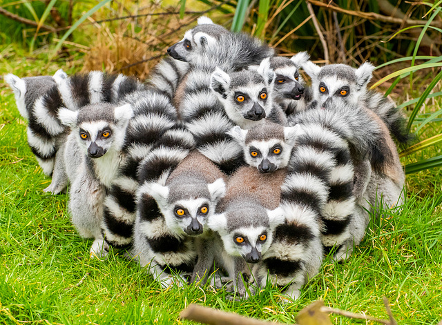 Ring tailed lemurs