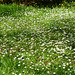 Bulgaria, Blagoevgrad, A Lot of White Flowers in the Park of Bachinovo