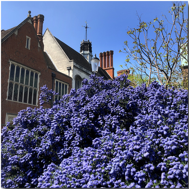 Chelsea Ceanothus