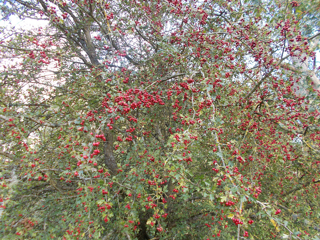 oaw[25] - red berries