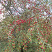 oaw[25] - red berries