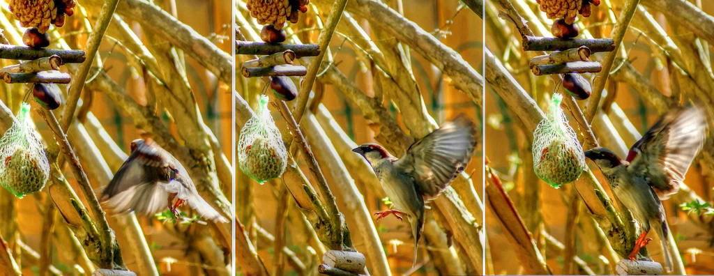 Birds watching: Theft on the fat balls - Version 3, the Kolibri number....  ©UdoSm .