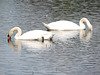 148/365 - Höckerschwan (Cygnus olor)