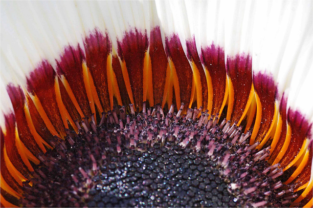 Les flammèches... Gros plan sur une fleur : Arctotis " Zulu Prince "