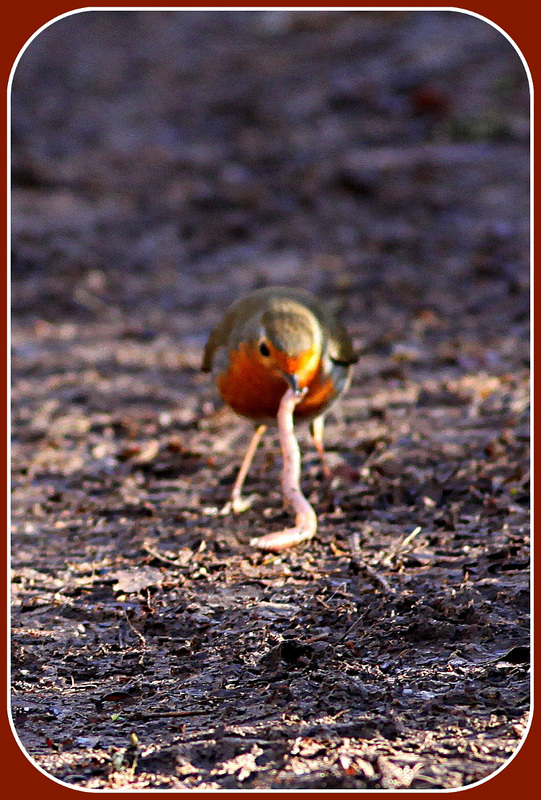 Le R-G se prenant pour la grenouille qui....