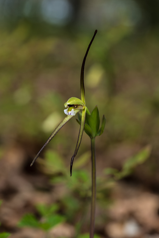 Isotria verticillata (Large Whorled Pogonia orchid)