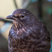 Blackbird Female