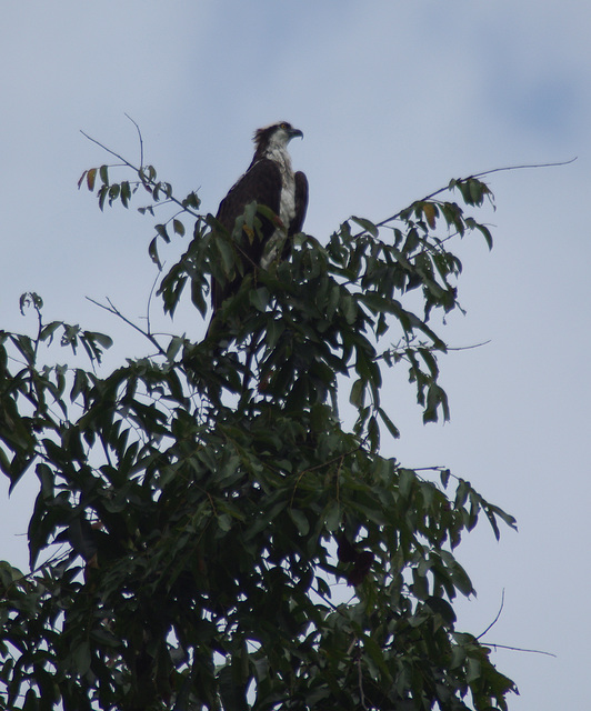 Osprey