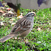 A White-crowned Sparrow outside our patio door.