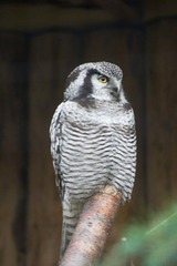 Owl photo 2