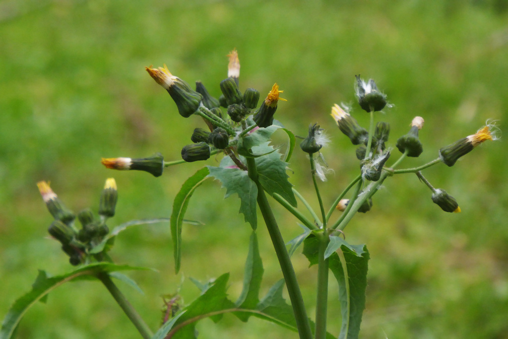 sonchus