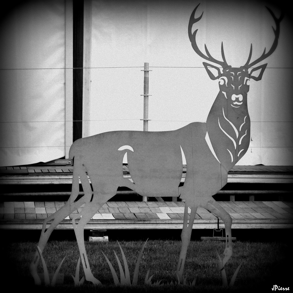 Cerf...à rien