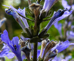 20220514 0905CPw [D~LIP] Salbei (Salvia memorosa), Bad Salzuflen