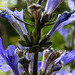 20220514 0905CPw [D~LIP] Salbei (Salvia memorosa), Bad Salzuflen