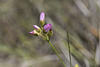 Drosera menziesii DC Pink  Rain bow