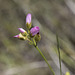 Drosera menziesii DC Pink  Rain bow