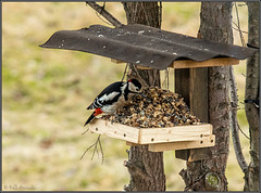 Buntspecht am Vogelhäuschen