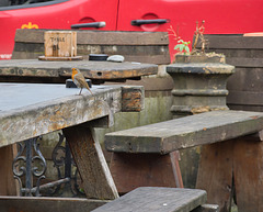 HBM-From a friendly robin