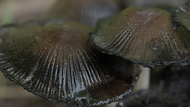 conchas efímeras