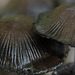 conchas efímeras conchas efímeras