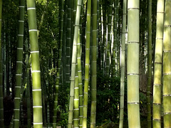 Bamboo grove