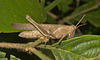 IMG 8815grasshopper