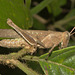 IMG 8815grasshopper