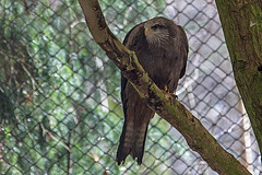 20160303 0159VRAw [D~BI] Schwarzmilan (Milvus migrans), Tierpark Olderdissen, Bielefeld