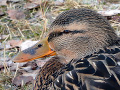 Stockenten-Portrait