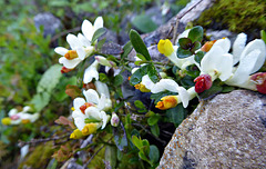 Buchsblättrige Kreuzblume  (Polygala chamaebuxus)