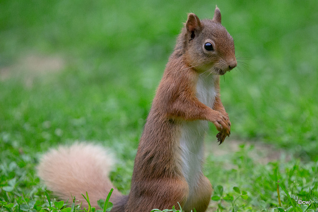 Young Blondie on her evening forage