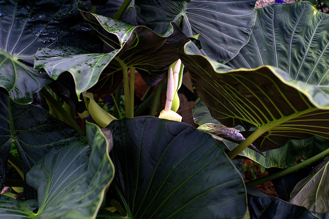 Elephant ears (?),Biltmore