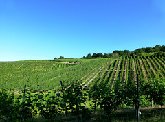 DE - Bad Neuenahr - Hiking through the vineyards