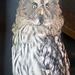 Owl portrait (1)