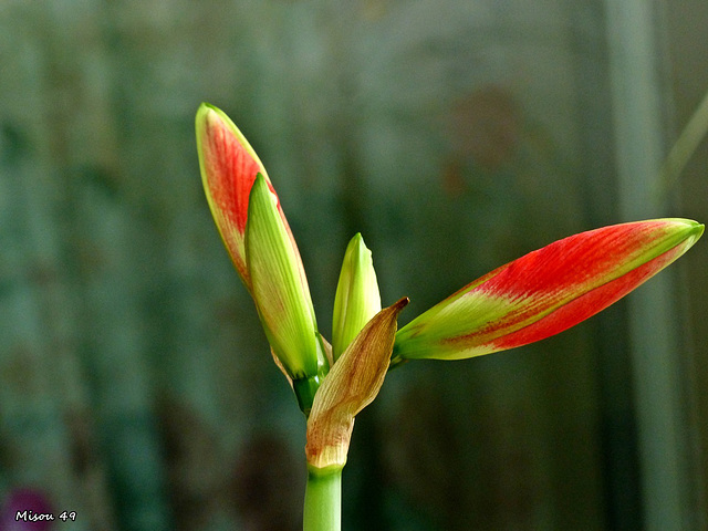 Amaryllis