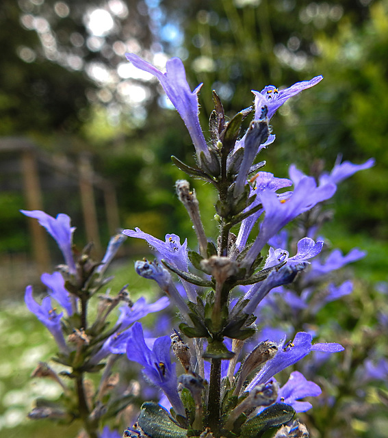 20220514 0906CPw [D~LIP] Salbei (Salvia memorosa), Bad Salzuflen