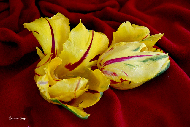 Tulipe perroquet  Suzanne Guy