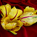 Tulipe perroquet  Suzanne Guy
