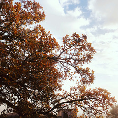 Fading colors. Winter.